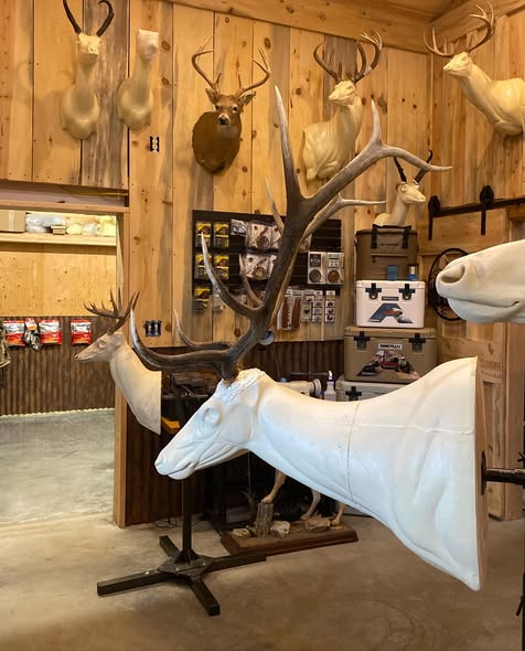 Studio with deer forms and mounts