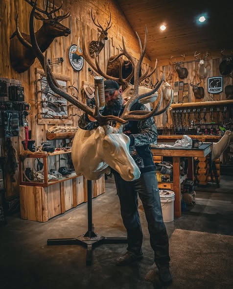 Taxidermist fitting elk antlers