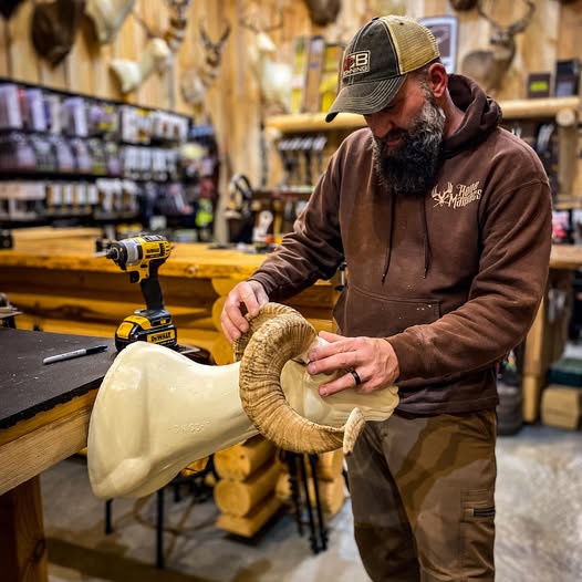 Taxidermist working on bighorn sheep
