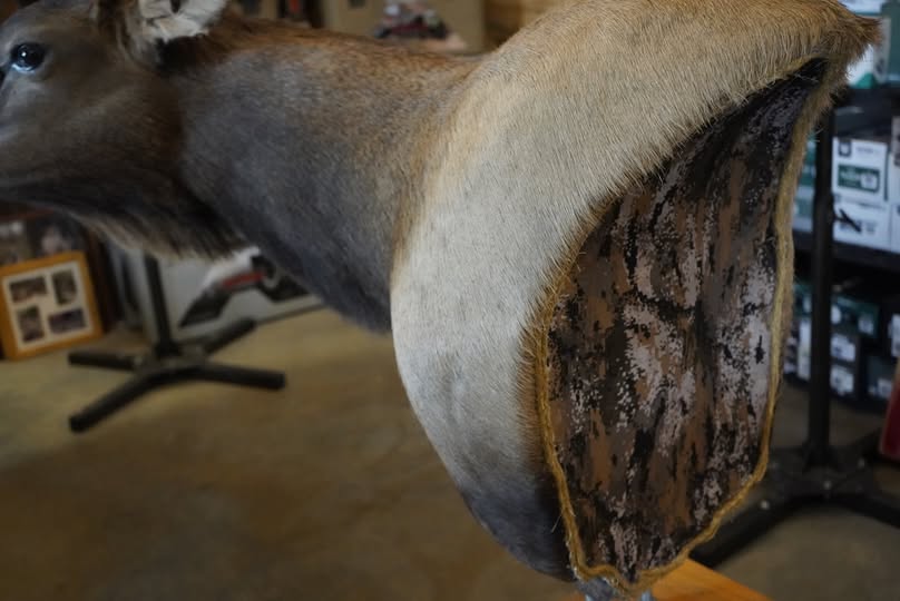 Deer shoulder mount in progress