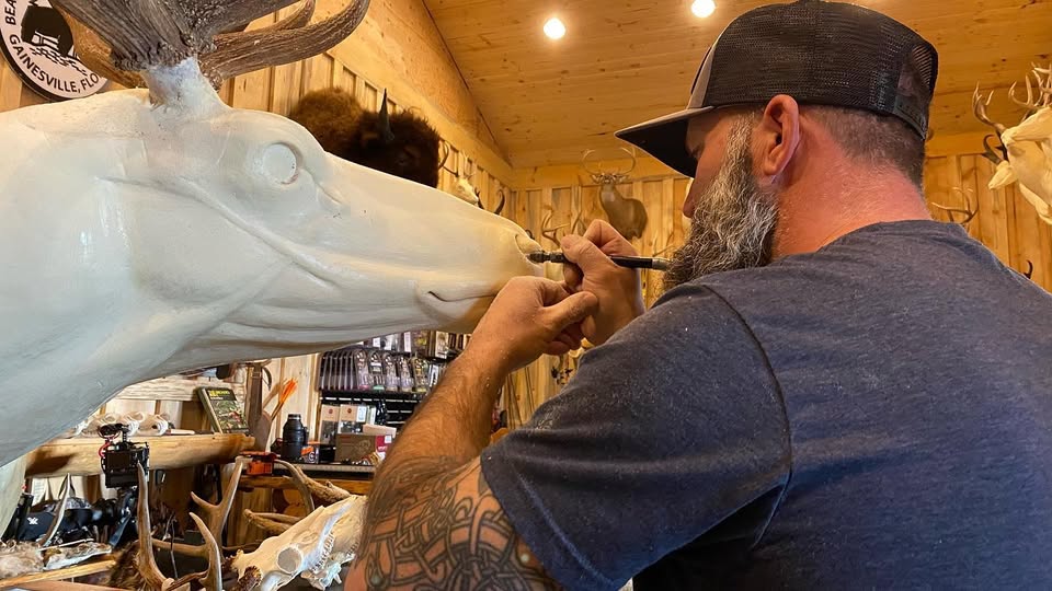 Taxidermist sculpting moose form