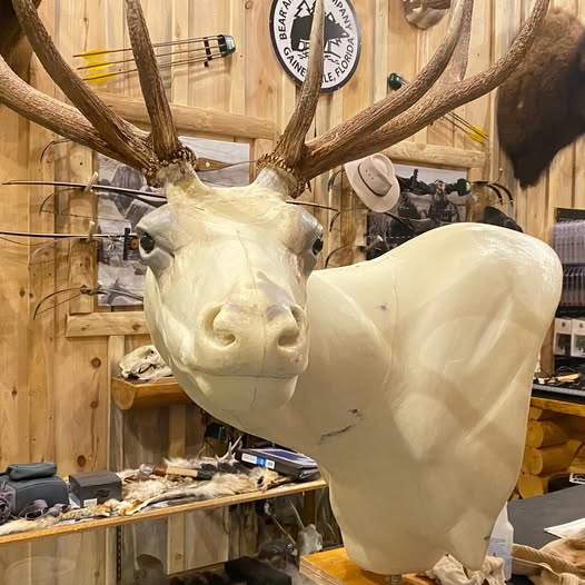 Elk rack mounted on form
