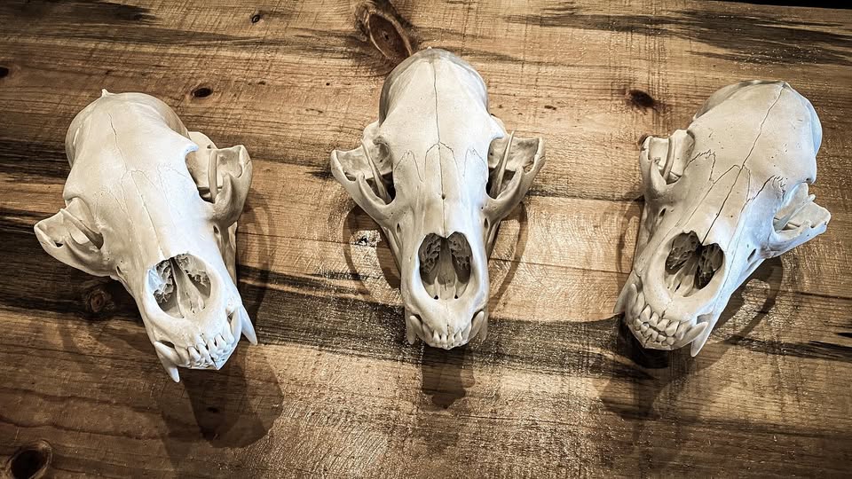 Three cleaned skull mounts on wood