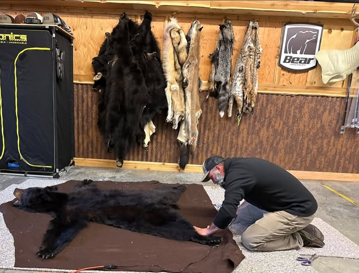Bear rug and hanging furs