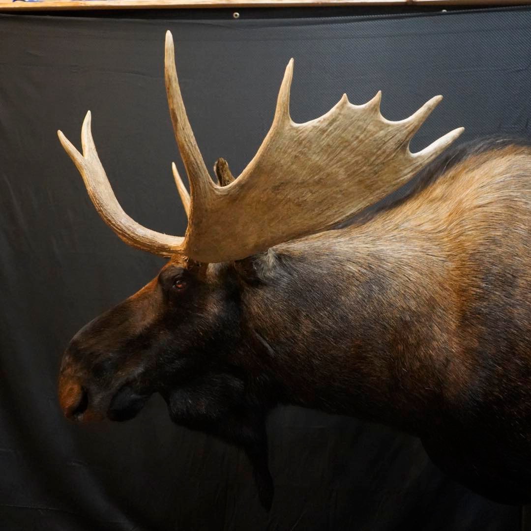 Bull Moose Shoulder Mount